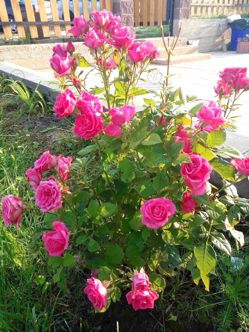 Фото объекта 39