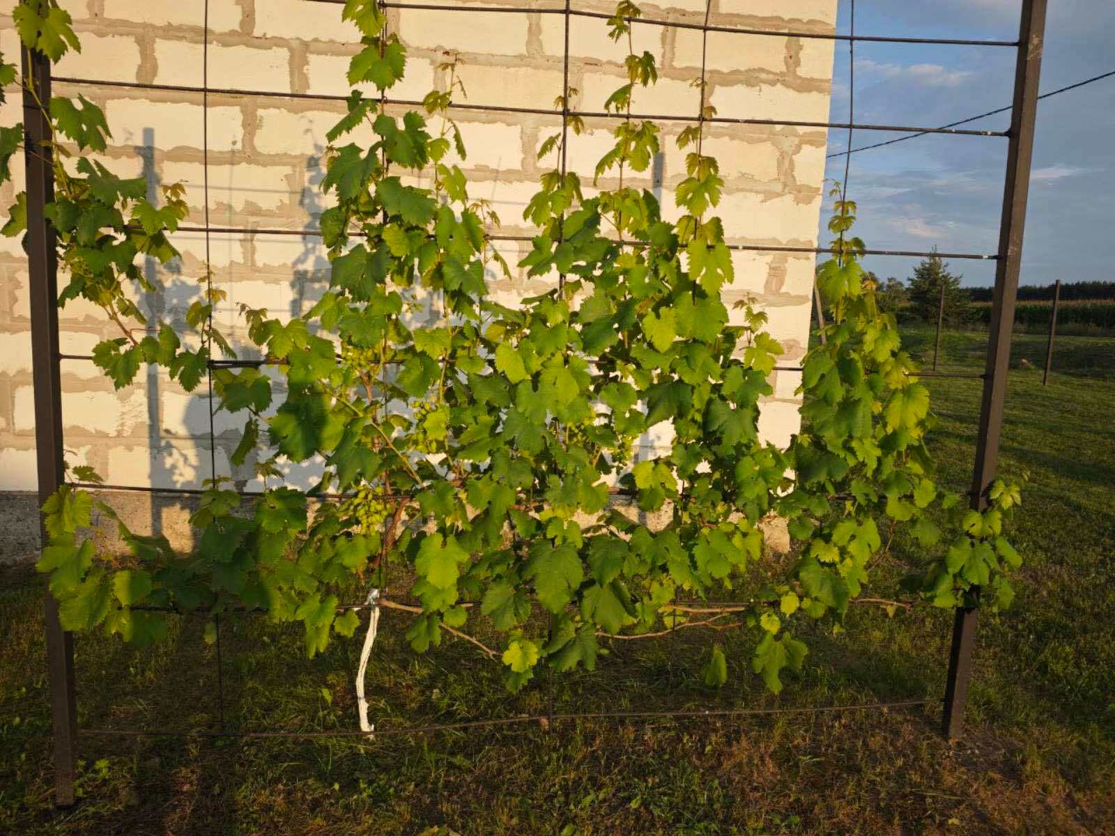 Фото объекта 17