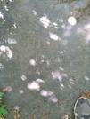 Захоронение ID 1256347