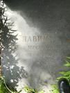 Захоронение ID 1261118