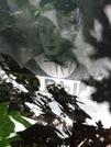 Захоронение ID 1262969
