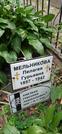 Захоронение ID 1274364