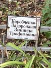 Захоронение ID 1268101