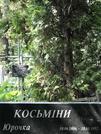 Захоронение ID 1273130