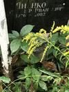 Захоронение ID 1275028