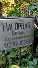 Захоронение ID 1281730