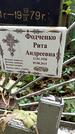 Захоронение ID 1284179