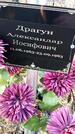 Захоронение ID 1359520