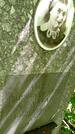 Захоронение ID 3118535