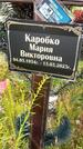 Захоронение ID 3569390