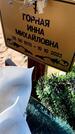 Захоронение ID 6381094
