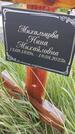 Захоронение ID 6385304