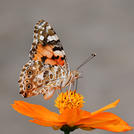 Виртуальный цветок