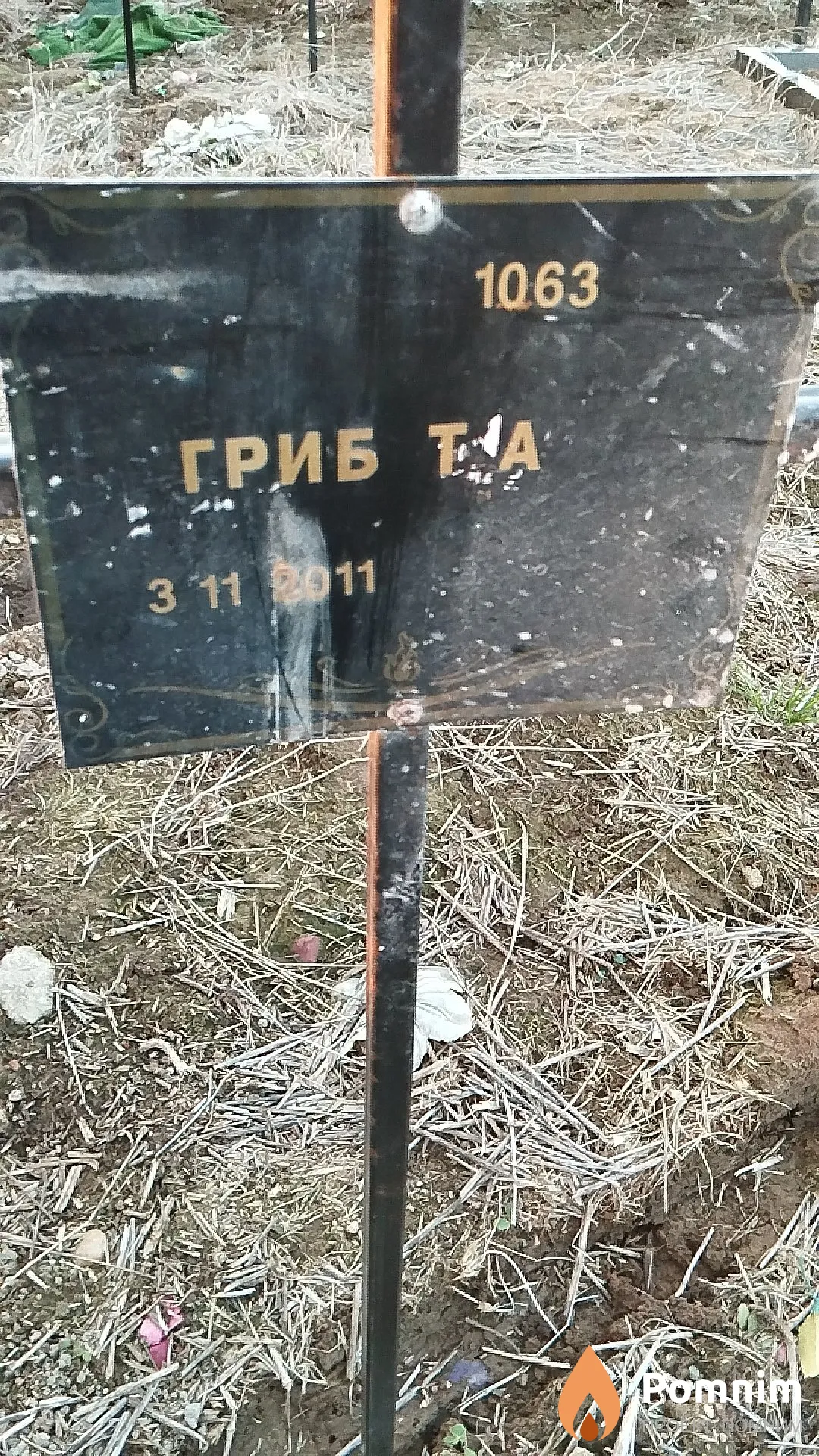 Гриб Т А