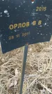 Захоронение ID 6975001