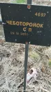 Захоронение ID 6975132