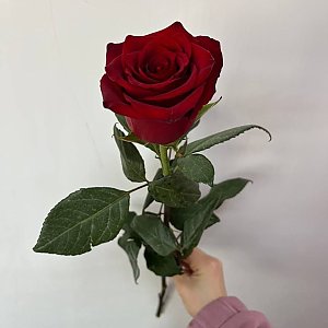Роза Бордовая Эквадор 50см, Caramel Flowers