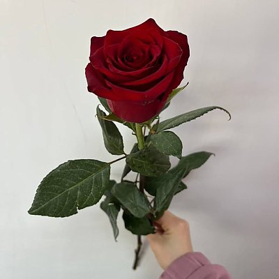 Заказать Роза Бордовая Эквадор 60см, Caramel Flowers