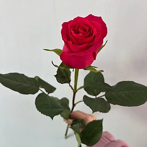Роза Красная Эквадор 60см, Caramel Flowers