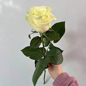 Роза Белая Эквадор 50см, Caramel Flowers