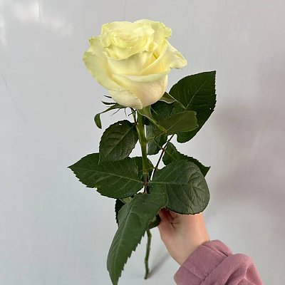 Заказать Роза Белая Эквадор 60см, Caramel Flowers