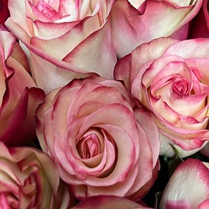 Роза Розовая Эквадор 60см, Caramel Flowers