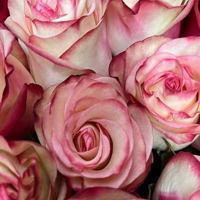 Заказать Роза Розовая Эквадор 60см, Caramel Flowers