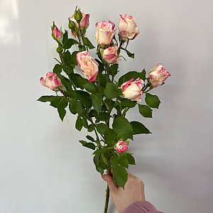 Роза кустовая бледно-розовая, Caramel Flowers