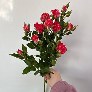 Роза кустовая ярко-розовая, Caramel Flowers