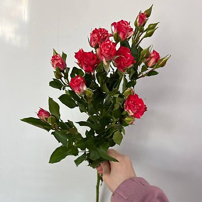 Заказать Роза кустовая ярко-розовая, Caramel Flowers
