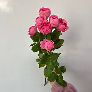 Роза кустовая пионовидная, Caramel Flowers