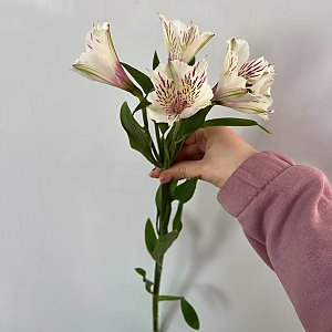 Альстромерия, Caramel Flowers