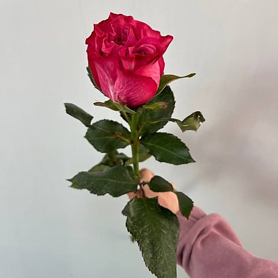 Заказать Роза Пионовидная Эквадор 50см, Caramel Flowers