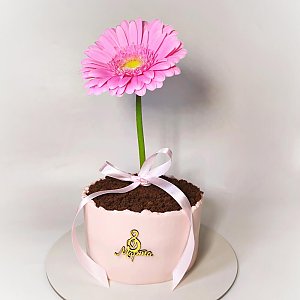 Торт с живыми цветами Гербера, Ms Candy