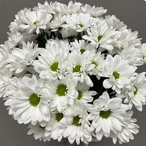 Букет из 7 хризантем, Вальс Цветов