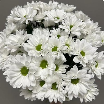 Заказать Букет из 7 хризантем, Вальс Цветов