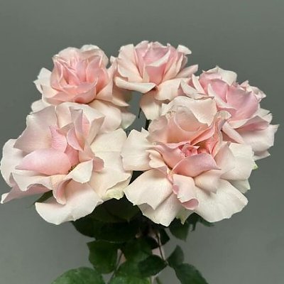 Заказать Букет из 5 роз, Вальс Цветов