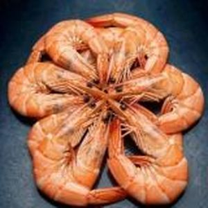 + креветка в роллы, Море Суши