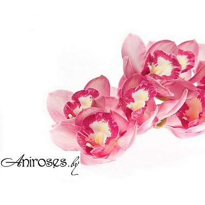 Заказать Орхидея Розовая, ANIROSES