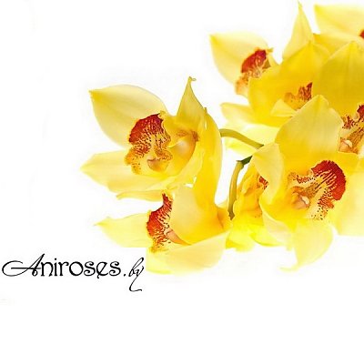 Заказать Орхидея Желтая, ANIROSES