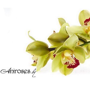 Орхидея Зеленая, ANIROSES