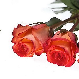 Роза Игуана 50см, ANIROSES