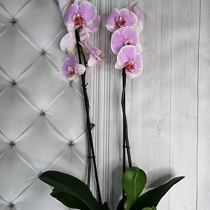 Орхидея Розовая в горшке, ANIROSES