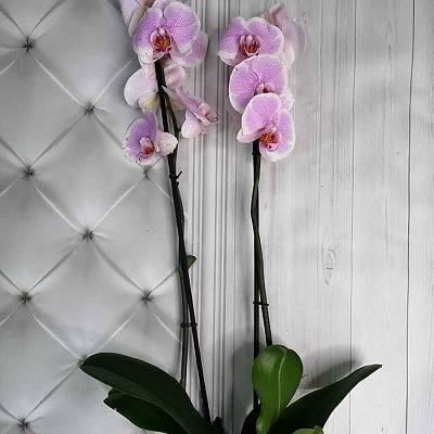 Заказать Орхидея Розовая в горшке, ANIROSES