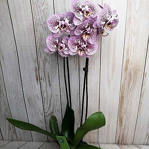 Орхидея сиреневая Тигровая в горшке, ANIROSES