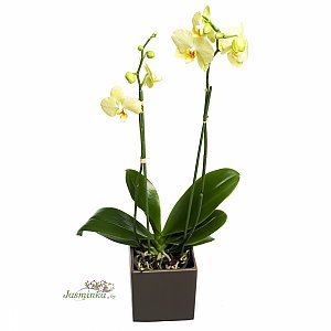 Орхидея Лимонная в горшке №2, ANIROSES