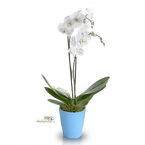 Орхидея Белая в горшке, ANIROSES