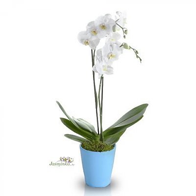 Заказать Орхидея Белая в горшке, ANIROSES