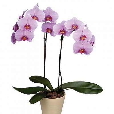 Заказать Орхидея Розовая в вазоне, ANIROSES