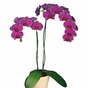 Орхидея Фиолетовая в горшке, ANIROSES
